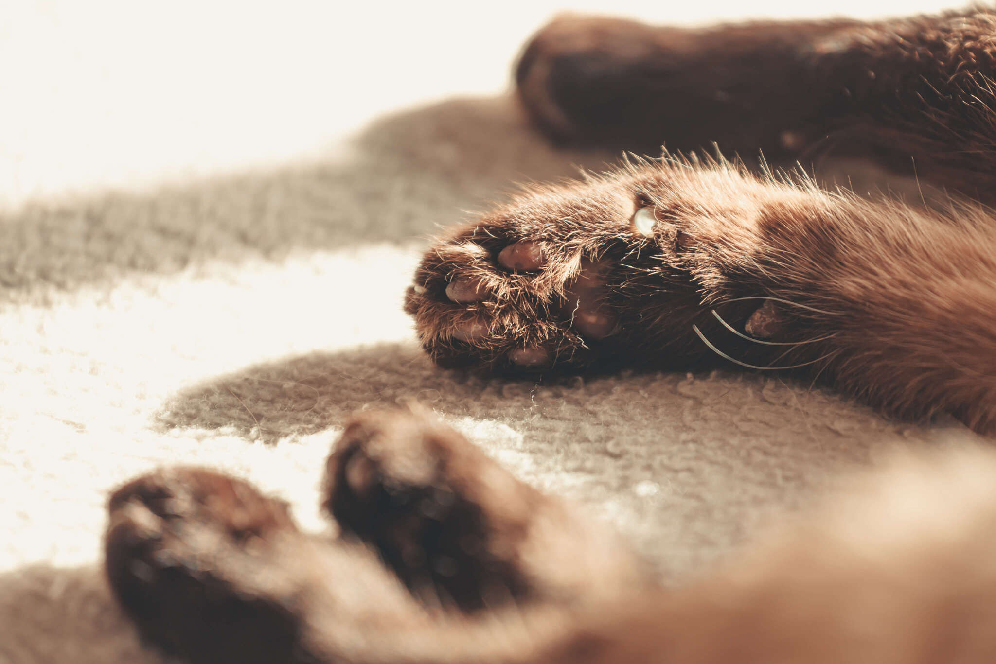 cat paws on a shaggy rug.